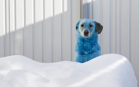 Modrou barvu kožichů zřejmě získali po otření o zbytky síranu měďnatého (modrá skalice). Většinu zvířat prohlédli veterináři a jsou prý v pořádku.