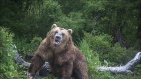 Medvědi mohou být smrtelně nebezpeční.