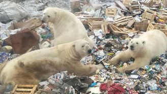 Ruskou vesnici terorizuje přes 50 ledních medvědů. Lidé se bojí vycházet, na vině je změna klimatu