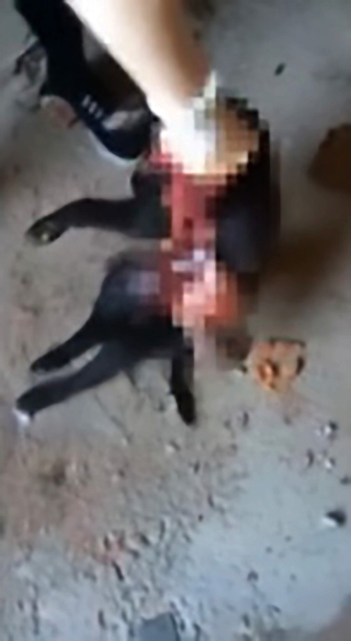 Dívky měly brutálně týrat zvířata a jejich smrt vysílat online.
