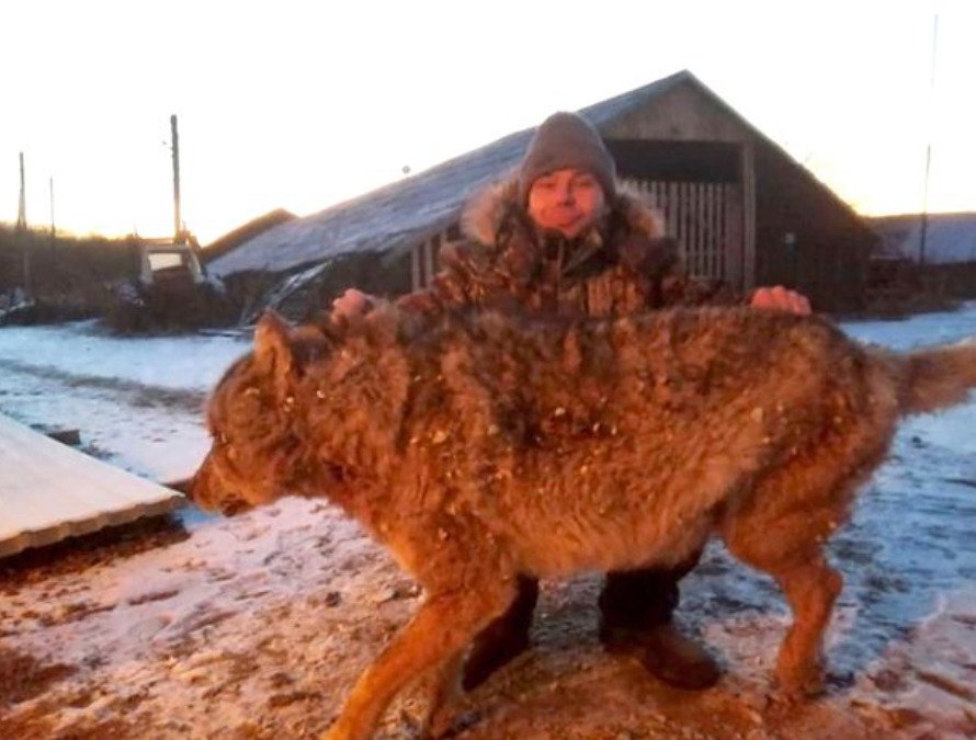 Ruský farmář holýma rukama zardousil a ubil k smrti divokého vlka. Šelma mu údajně předtím zakousla dva psy a pokousala koně.
