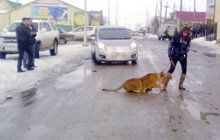 Bizarní události z ulic: Lvice na vodítku napadla školačku!