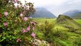 Kvetoucí rododendron v údolí řeky Čulyšman