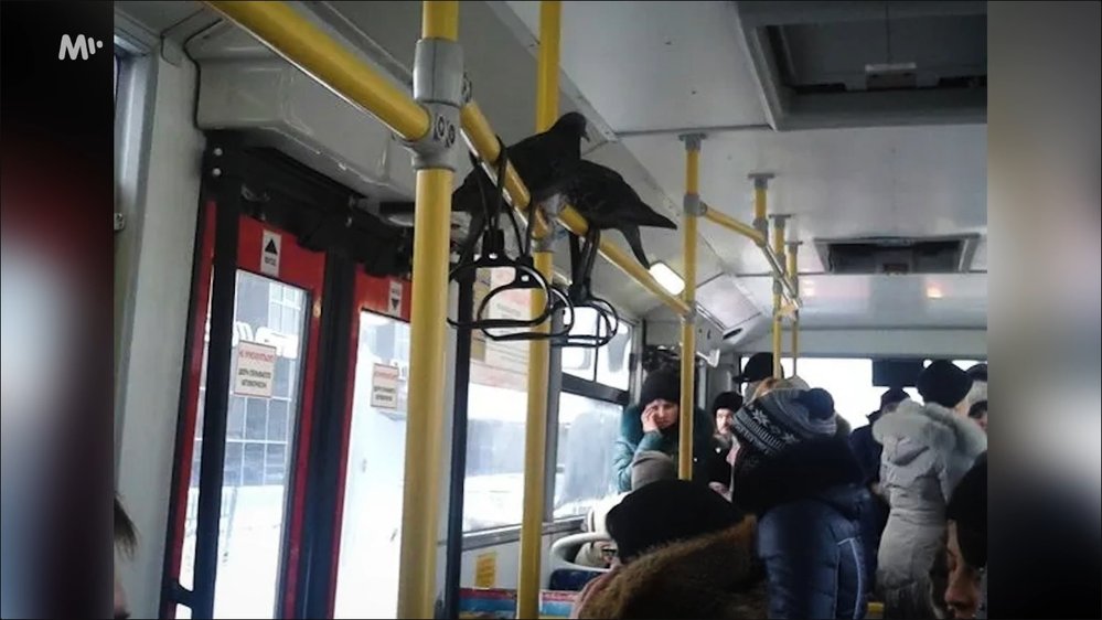Holubi v ruských tramvajích nejsou nic neobvyklého.