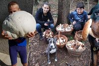 Rostou, vzkazují houbaři! Podívejte se na jejich fantastické úlovky!