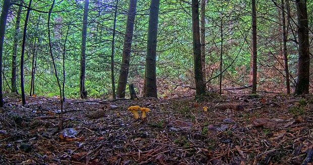 Kamera v živém přenosu tentokrát sleduje růst lišek obecných v lese u Jevan.
