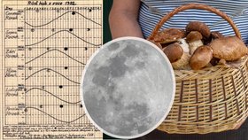 Unikátní graf ukazuje, jak rostou houby podle vlivu Měsíce.