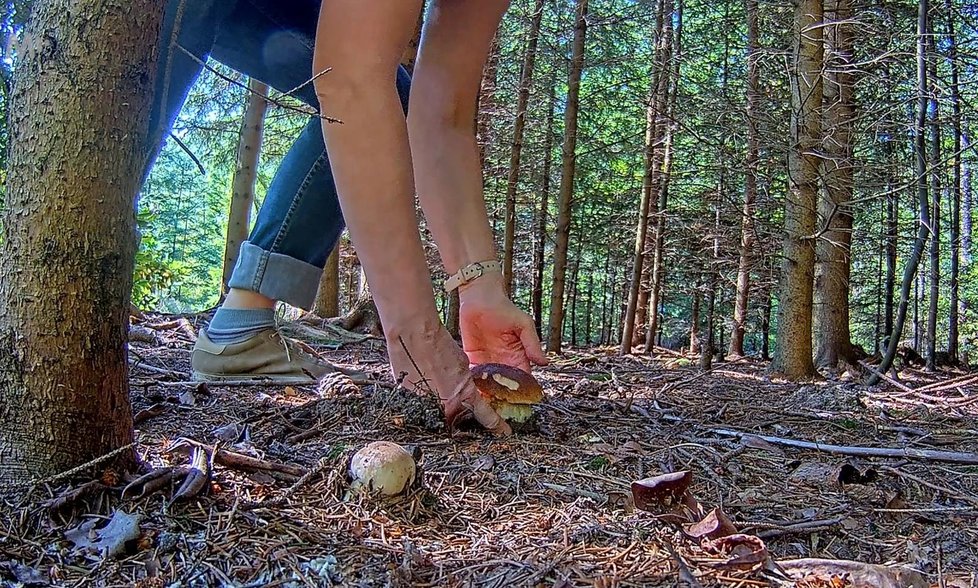 Sotva se na hříbek v lese zaměřila kamera a prohlédl si ho ptáček- byl fuč!