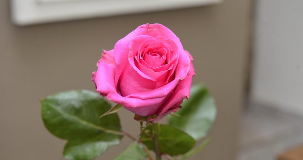 Romantik ukradl růže, aby je mohl rozdat ženám. Hrozí mu čtyři roky natvrdo!