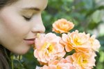 Růže, královny zahrad: Jak je pěstovat?