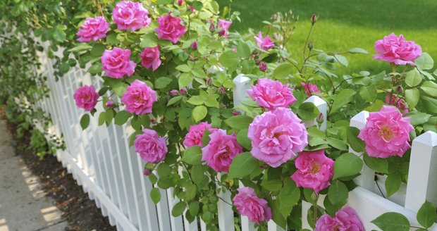 Růže jsou ozdobou každé zahrady.