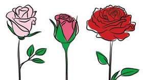 Která růže je ta vaše? Test osobnosti