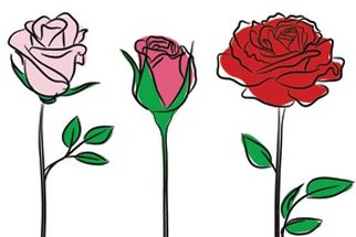Která růže je ta vaše? Test osobnosti