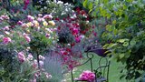 6 zásad, bez kterých vám růže na zahradě nepokvetou