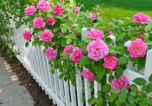 Při kvetení pravidelně odstraňujte usychající květy, protože zbytečně ubírají sílu nasazeným poupatům.