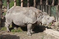 Růženka odjela! Hvězda plzeňské zoo se stěhuje za ženichem do Basileje