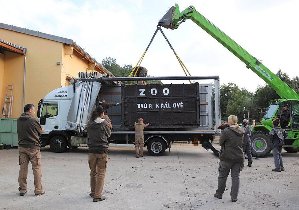 Růženku převezou do Basileje v transportní bedně.