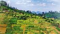 Rwanda, Terasovitá políčka nedaleko NP Nyungwe