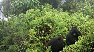 Gorily v mlze aneb 10 míst ve Rwandě, která musíte navštívit