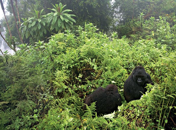 Gorily horské žijí jen ve Rwandě, Ugandě a Kongu.