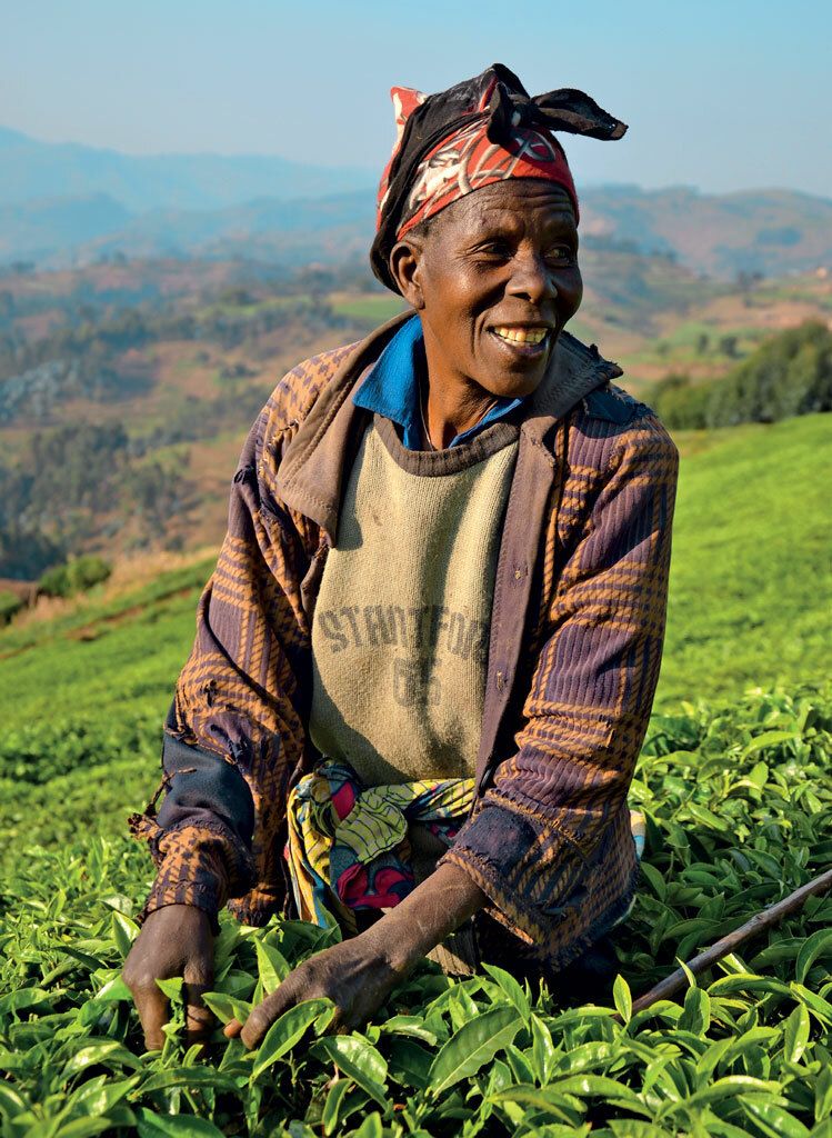 Čaj patří společně s kávou k hlavnímu vývoznímu artiklu Rwandy. Pěstuje se v horách.