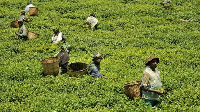 Rwandské čajové plantáže