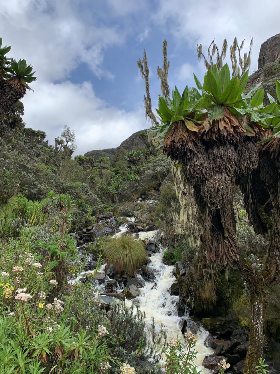 V horách Rwenzori dosahují rostliny díky tamnímu klimatu obřích rozměrů.