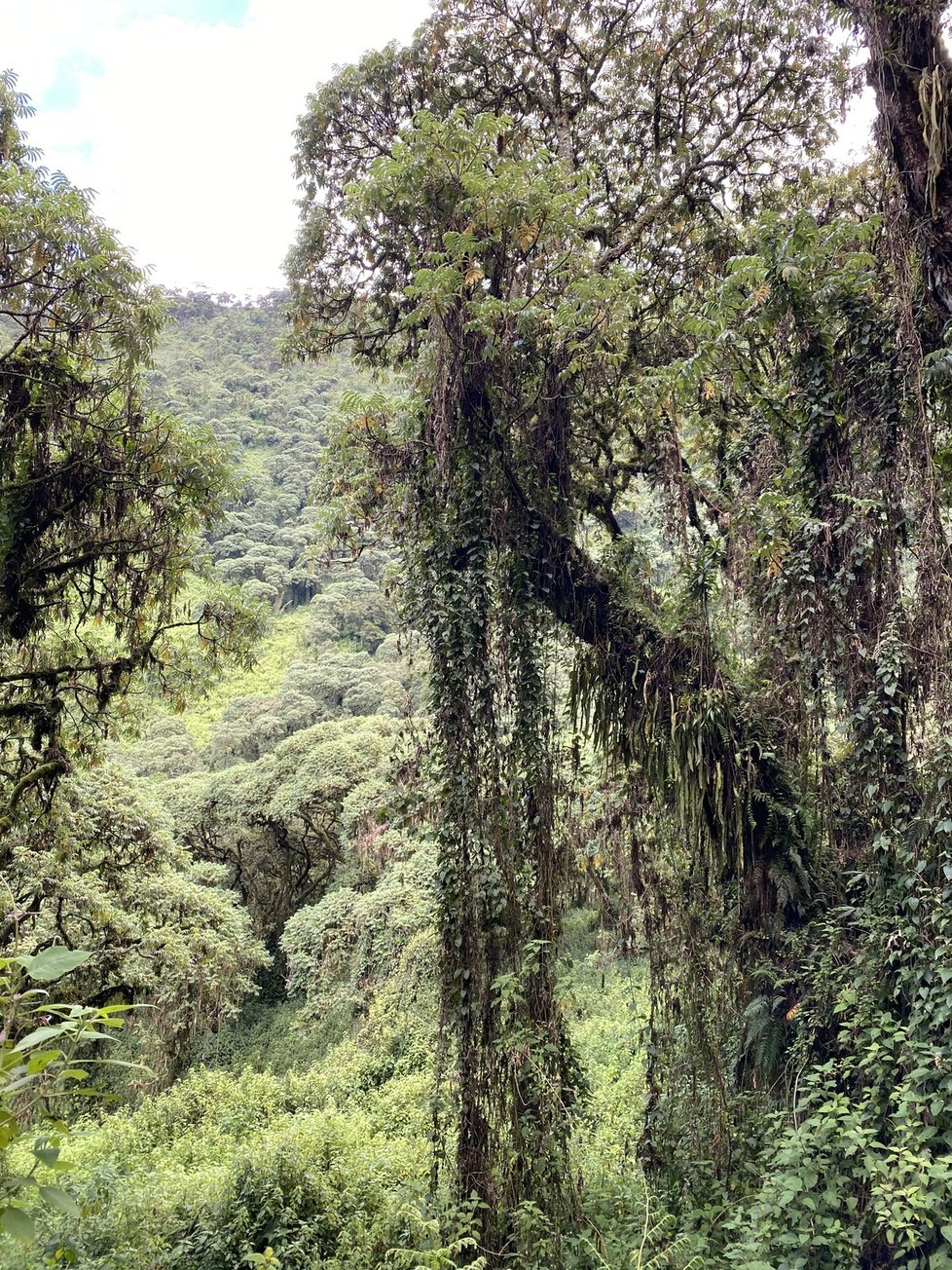 V horách Rwenzori dosahují rostliny díky tamnímu klimatu obřích rozměrů.