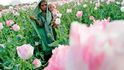 Afghánka v makovém poli (z jehož plodů se po sklizni stane heroin)