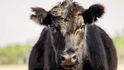 Velkochovů krav bude možná v budoucnosti kvůli umělému masu méně