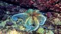 Záhadou je, proč chobotnice dokáže změnami zbarvení komunikovat a vyjadřovat různé stavy mysli, když žije samotářsky