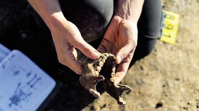 První se hledá lebka První se hledá lebka