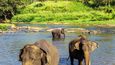 Sloni patří neodmyslitelně k Srí Lance, naštěstí se jim tam pořád daří