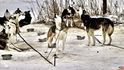 Zaštěká jeden, zaštěkají všichni. Jeden zavyje, přidají se ostatní. A jsou jich stovky. Symfonie štěkotu a vytí se line údolím. Zaštěká jeden, zaštěkají všichni. Jeden zavyje, přidají se ostatní. A jsou jich stovky. Symfonie štěkotu a vytí se line údolím.