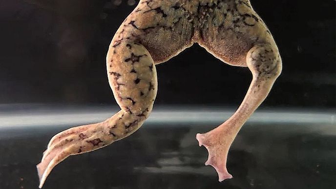 Žábám nohy běžně nedorůstají, vědcům se ale nyní podařilo najít způsob, jak toho docílit