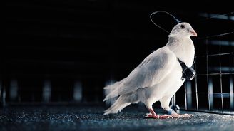 Když se z holuba stane kamikaze. Jak daleko je vývoj biodronů? Když se z holuba stane kamikaze. Jak daleko je vývoj biodronů?