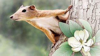 Naši předkové se podobali veverkám a přečkali katastrofu, kvůli které vyhynuli dinosauři