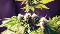 Cannabis Indoor: Jindrova kouzelná skříňka 2 – 2. místo
