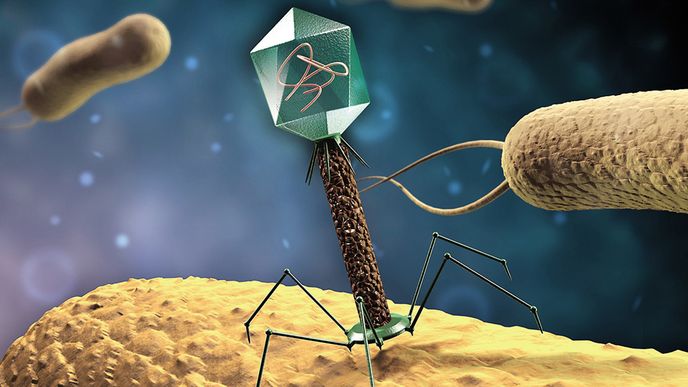 Viry napadající bakterie by mohly pomoci léčit covid