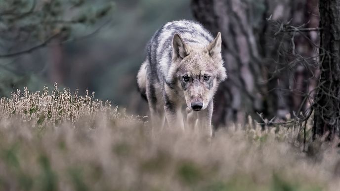 Téměř nevyužívanou prevencí proti vlkům je souběžný chov koní, oslů či lam. Jich se vlci bojí a jejich odér je odpuzuje. Téměř nevyužívanou prevencí proti vlkům je souběžný chov koní, oslů či lam. Jich se vlci bojí a jejich odér je odpuzuje.