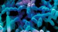 Baktérie Streptomyces griseus vyrábí  streptomycin, antibiotikum léčící tuberkulózu