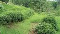 Čajové zahrady v Chakvi se sklízejí třikrát ročně
