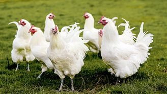 Bréská drůbež: Jak žijí nejšťastnější kuřata na světě