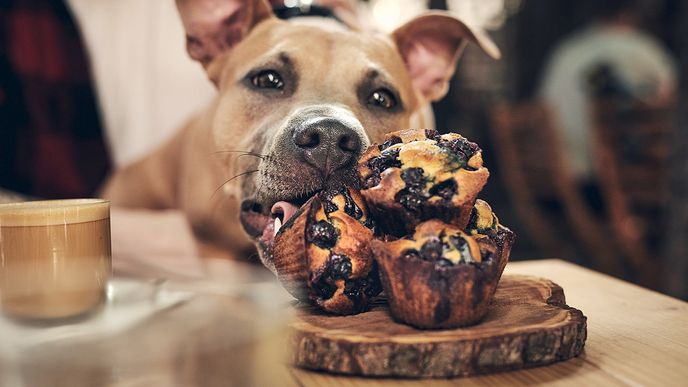 Muffiny s borůvkami jsou vyladěné tak, že budou chutnat vašemi psovi i vám. Není nad společné stolování.