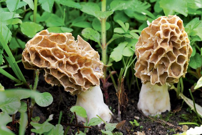 Smrž není zrovna nejpohlednější houba, ale na talíři umí udělat spoustu parády. Navíc je lokální a sezónní, takže sbírejte.