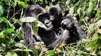 Být jeden den gorilou. S Markem Ždánským o komplikovaném vztahu s ohroženými primáty