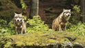 Vlk se na Broumovsko vrátil po téměř dvou stoletích