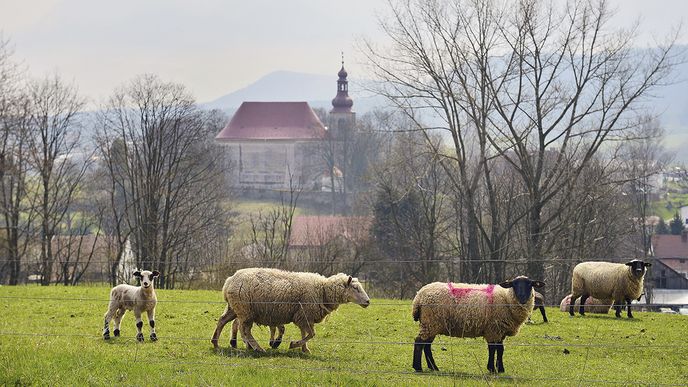 Stáda ovcí se pasou na dohled kostela ve Vernéřovicích