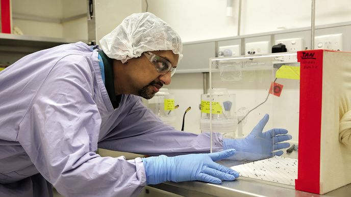 Vědec v laboratoři zkoumá komáry