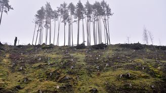 Zkáza, nebo nový začátek? Kůrovcem zdevastované lesy vypadají jako po výbuchu atomové pumy